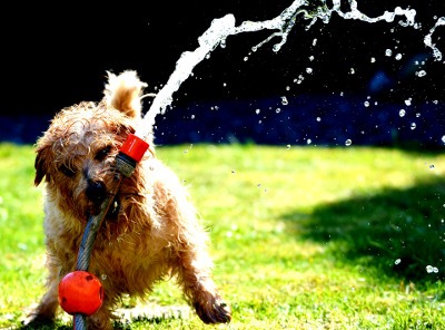 dog on lawn with hose